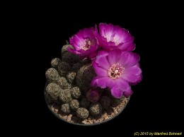 Sulcorebutia steinbachii v. taratensis HS147-2 2090